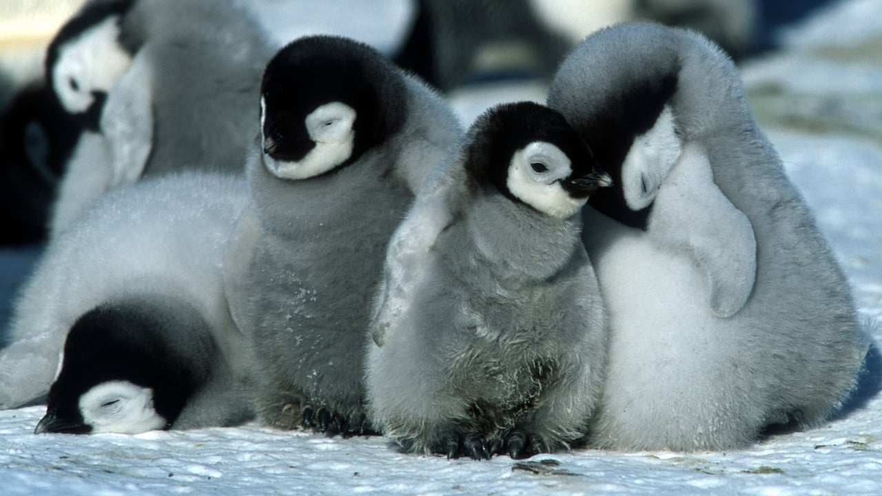 Pingvinresan