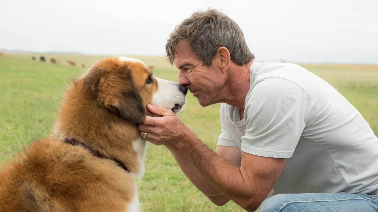 C More First - A dog's purpose