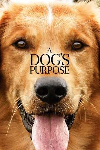 Bild från filmen A dog's purpose