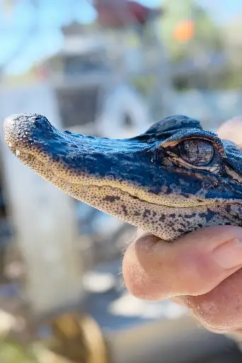 Bild från filmen Animal Cops Miami