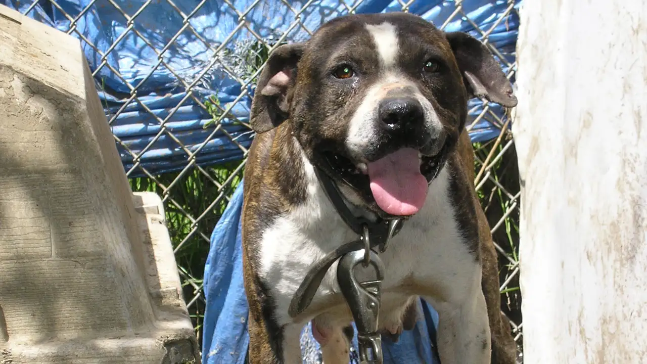 Animal Planet - Animal Cops Miami