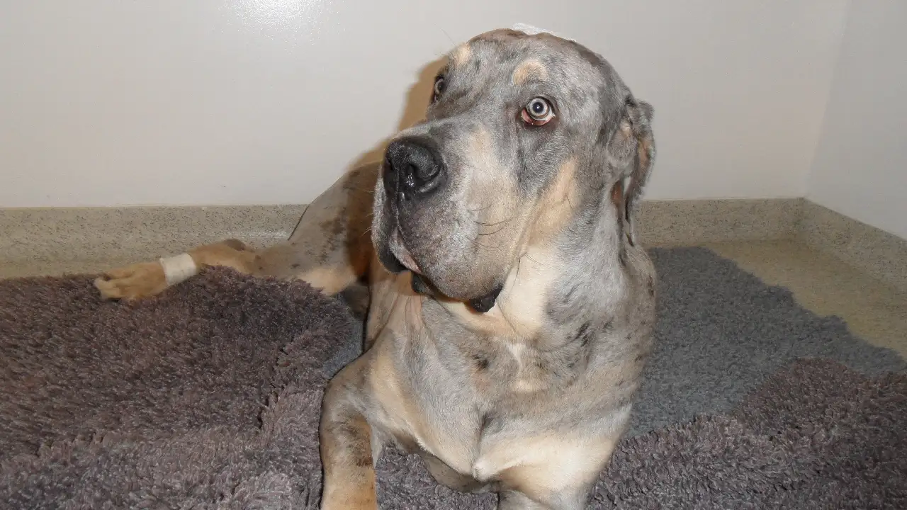 Animal Planet - Animal ER