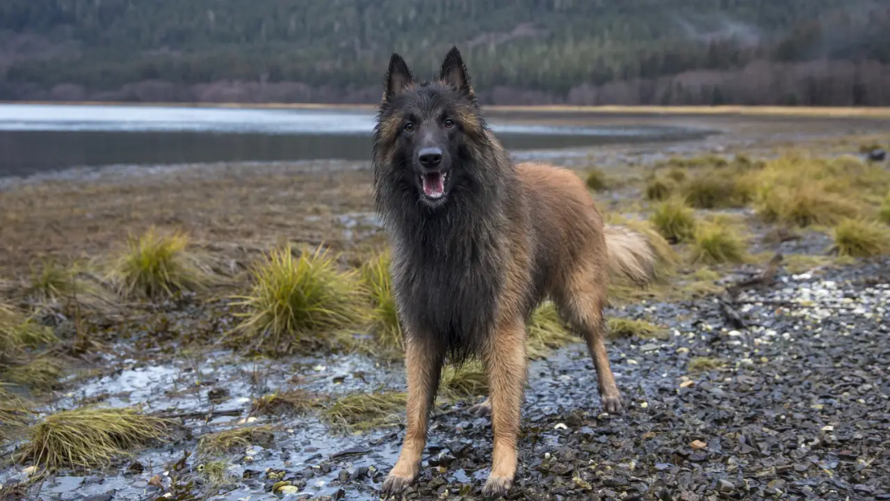 Alaskan Bush People