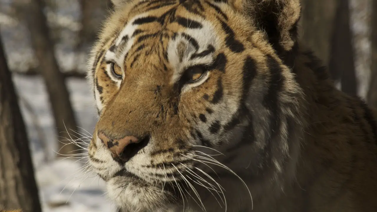 Amba the Russian Tiger