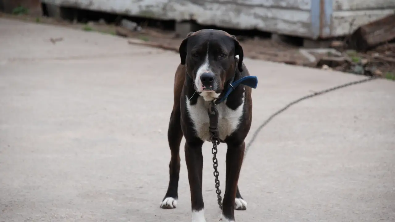 Animal Planet - Animal Cops Houston