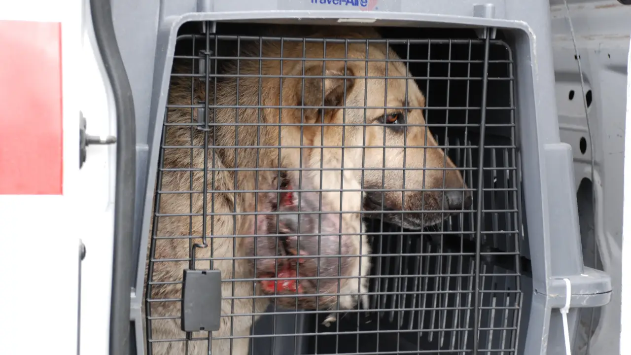 Animal Planet - Animal Cops Houston