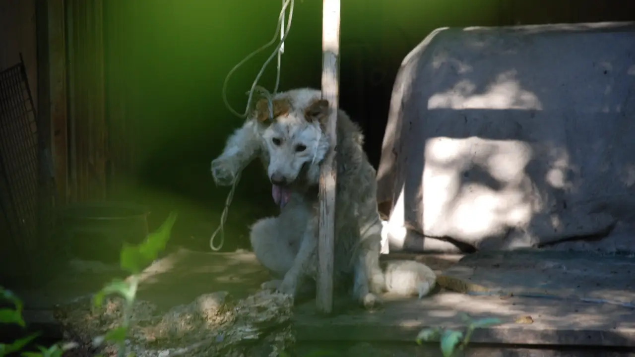 Animal Planet - Animal Cops Houston