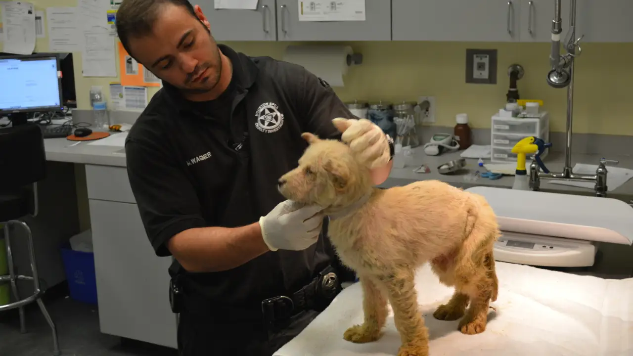 Animal Planet - Animal Cops Houston