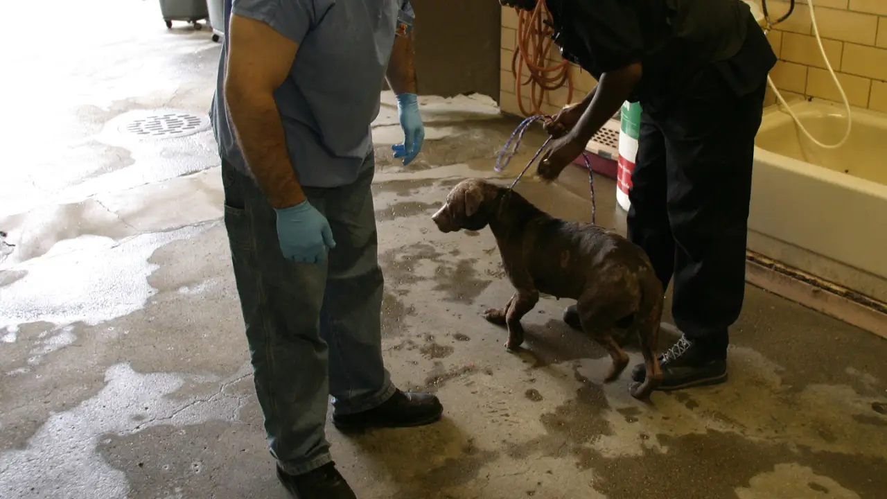 Animal Cops Miami