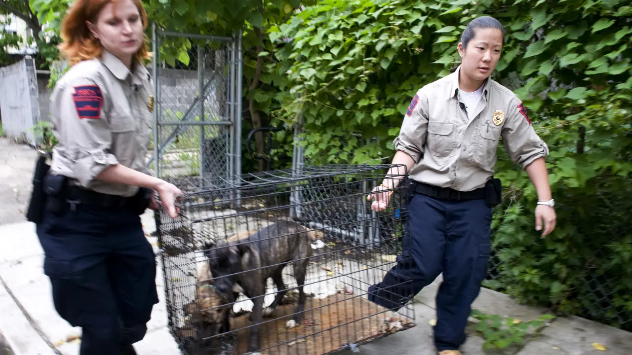 Animal Planet - Animal Cops Philadelphia