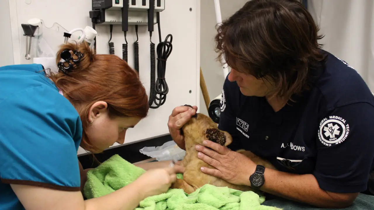 Animal Planet - Animal Cops Phoenix