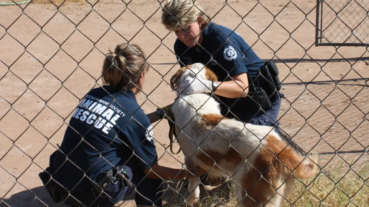 Animal Planet - Animal Cops Phoenix