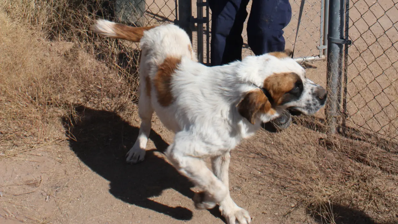Animal Planet - Animal Cops Phoenix