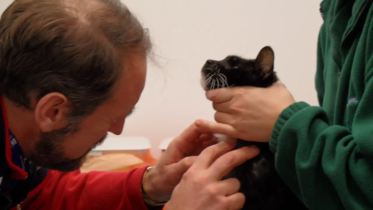 Animal Planet - Animal ER