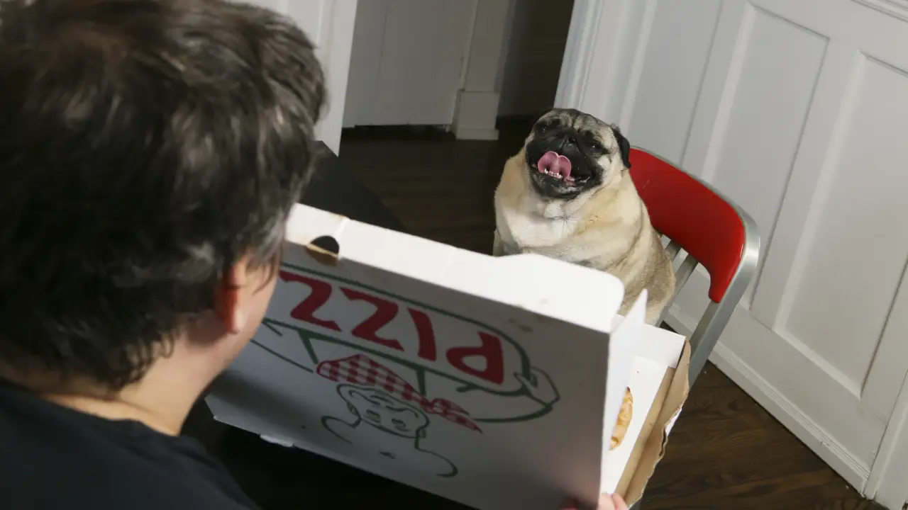 Bad Dog