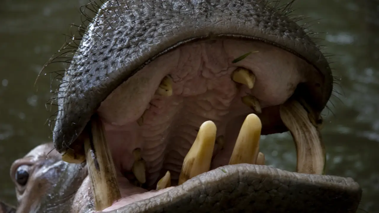 Animal Planet - Beast Lands
