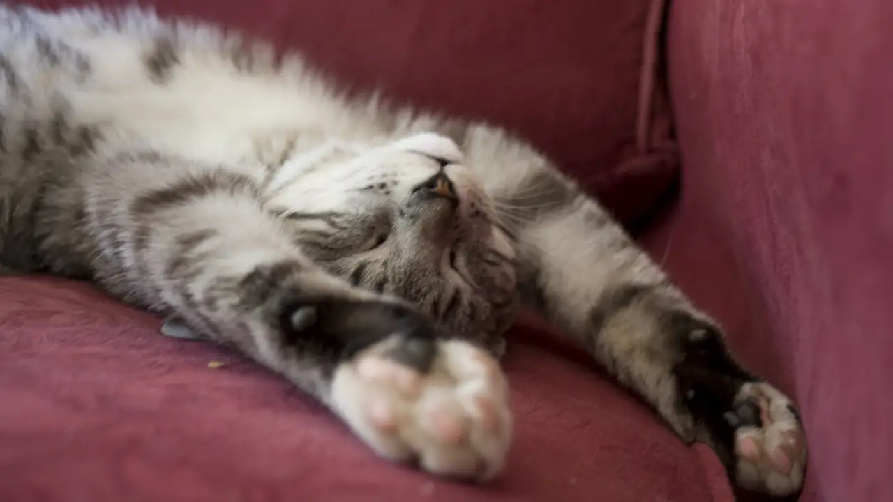 Cats of Claw Hill