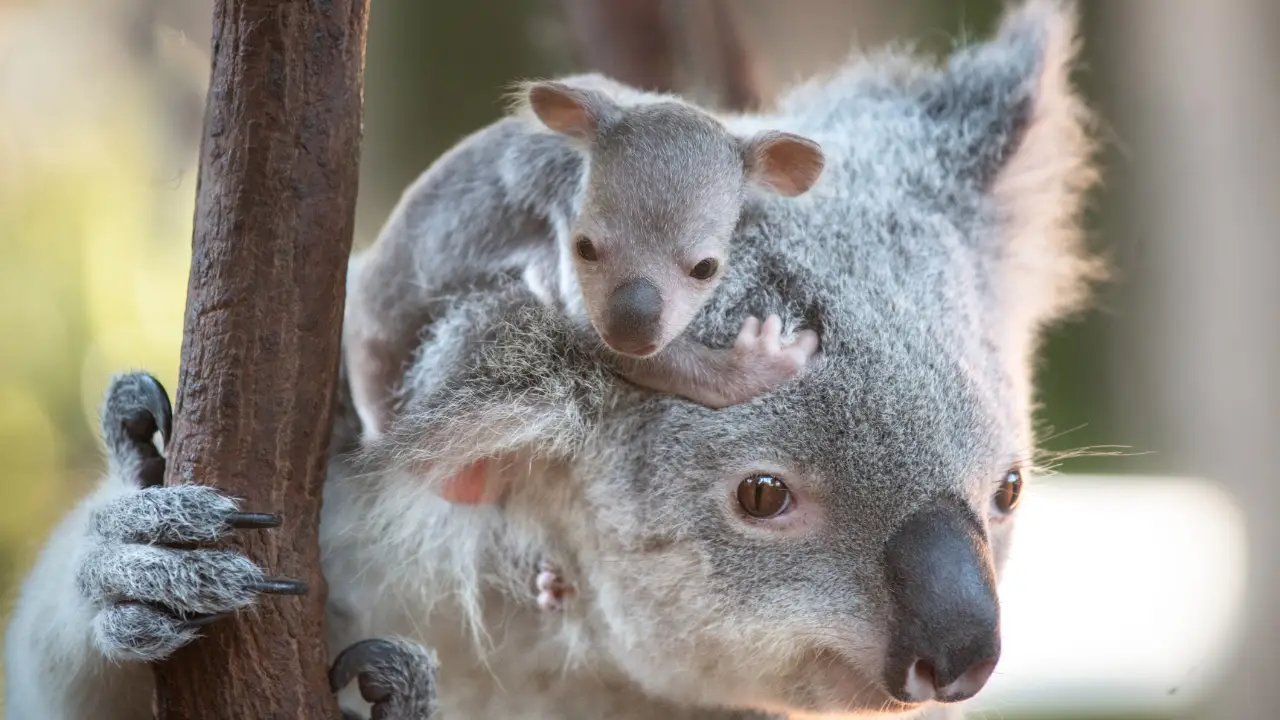 Crikey! It's the Irwins
