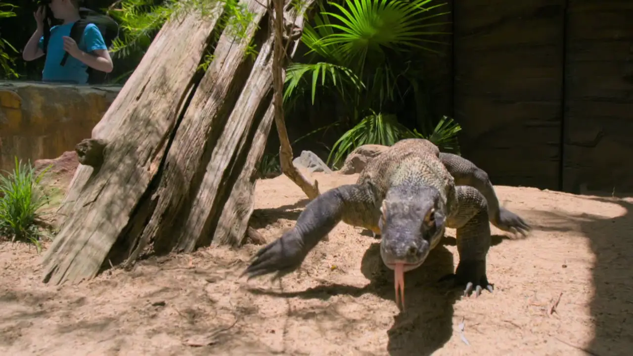Animal Planet - Crikey! It's the Irwins