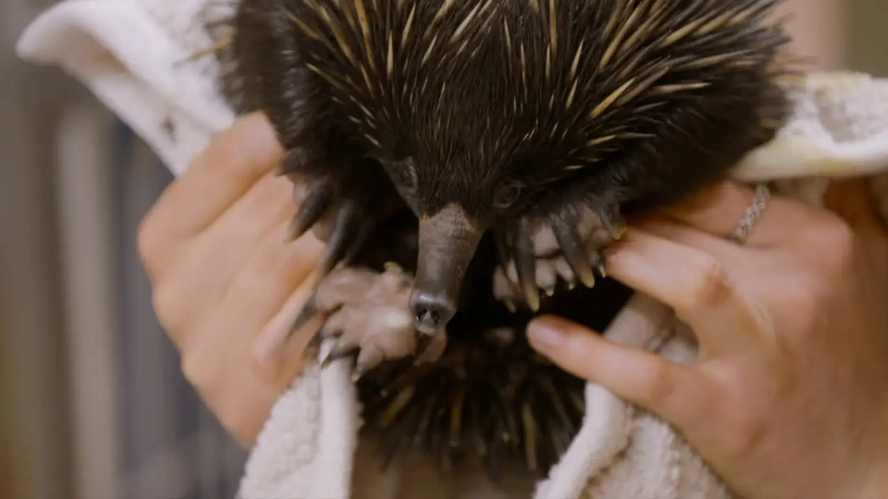 Animal Planet - Crikey! It's the Irwins