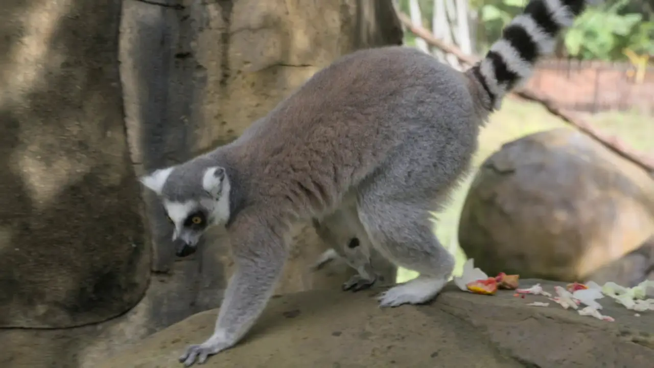 Animal Planet - Crikey! It's the Irwins