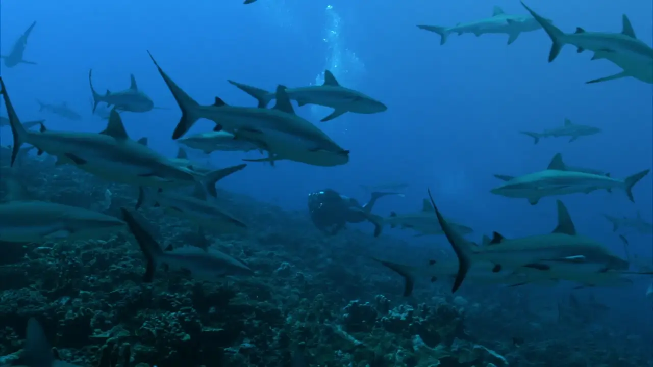 Animal Planet - Deadly Islands