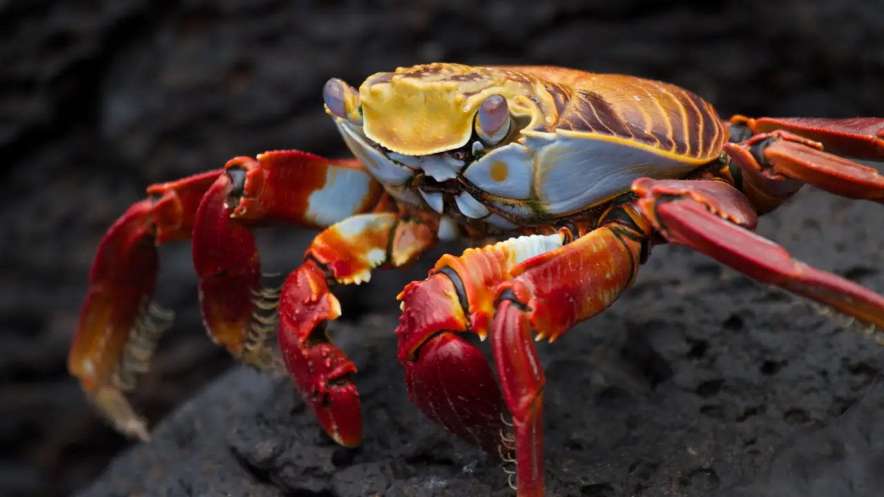 Animal Planet - Deadly Islands