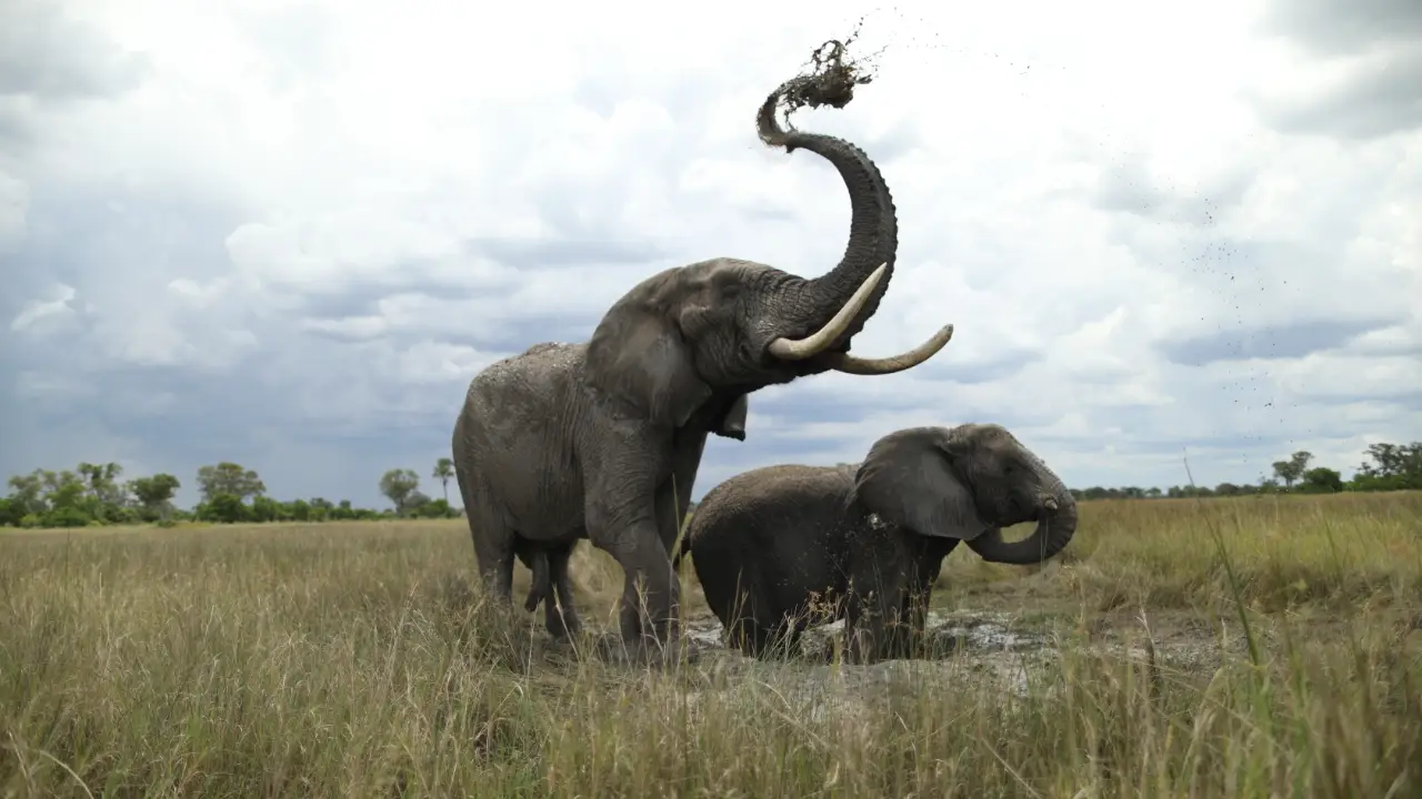 Animal Planet - Dodo Heroes