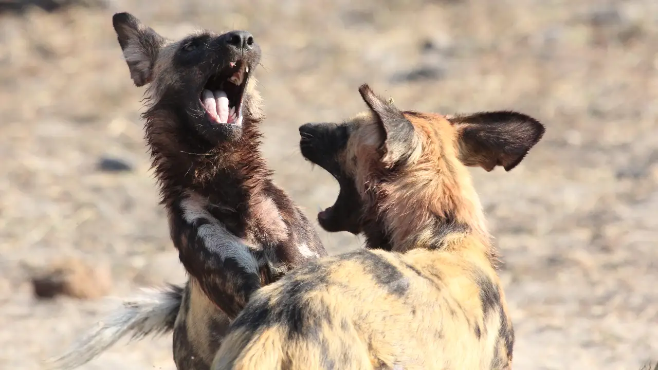 Dogs: The Untold Story