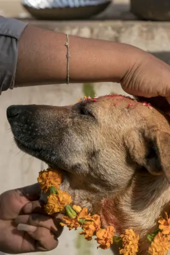 Bild från filmen Dogs: The Untold Story