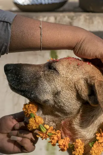 Bild från filmen Dogs: The Untold Story