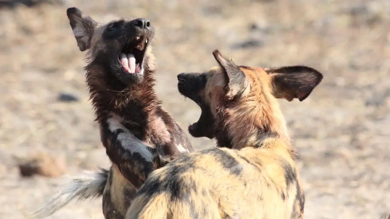 Dogs: The Untold Story