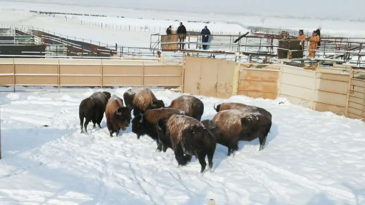 Dr. Jeff: Rocky Mountain Vet