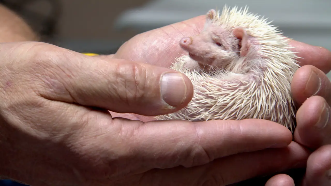 Animal Planet - Dr. Jeff: Rocky Mountain Vet