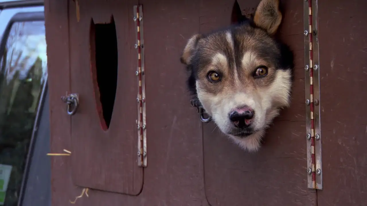Animal Planet - Dr. Jeff: Rocky Mountain Vet