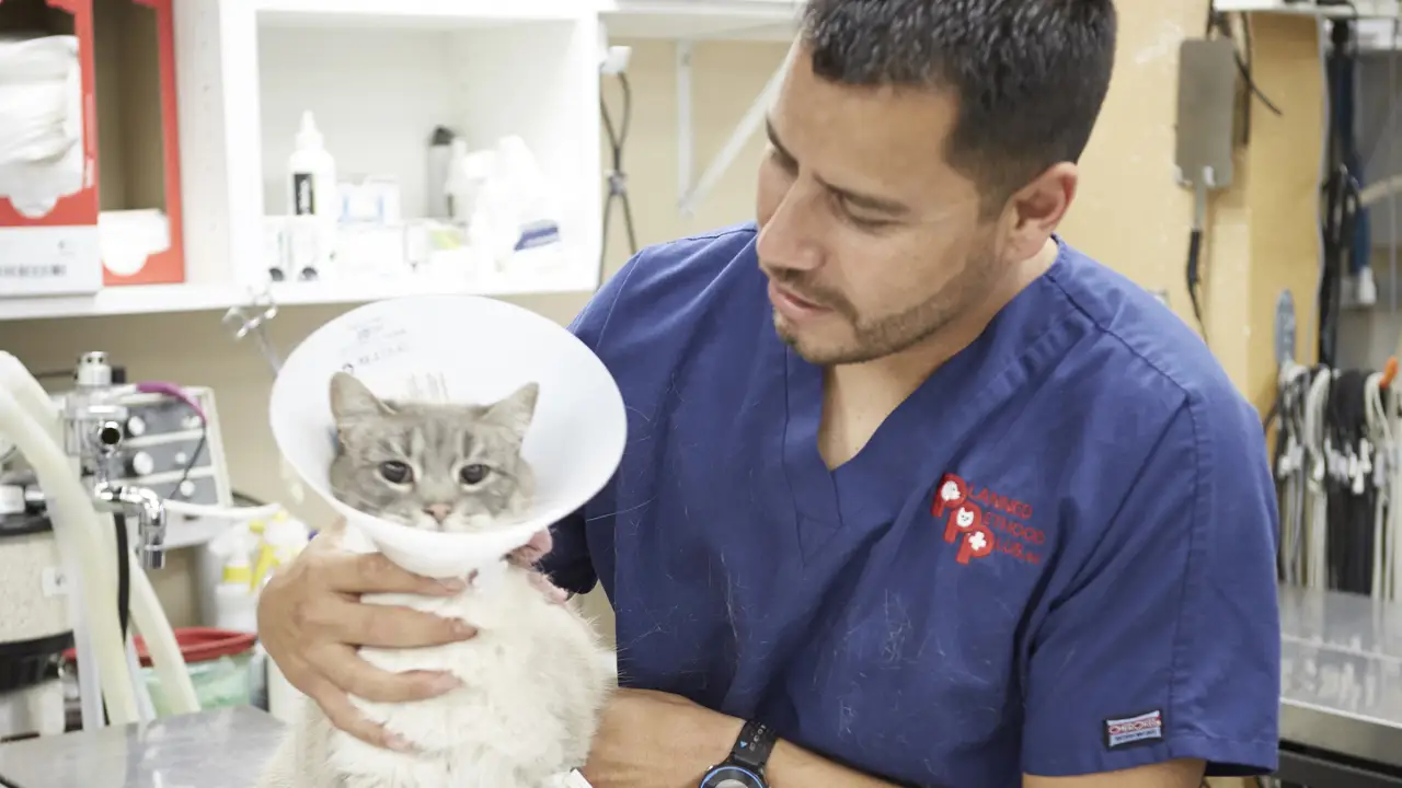 Animal Planet - Dr. Jeff: Rocky Mountain Vet