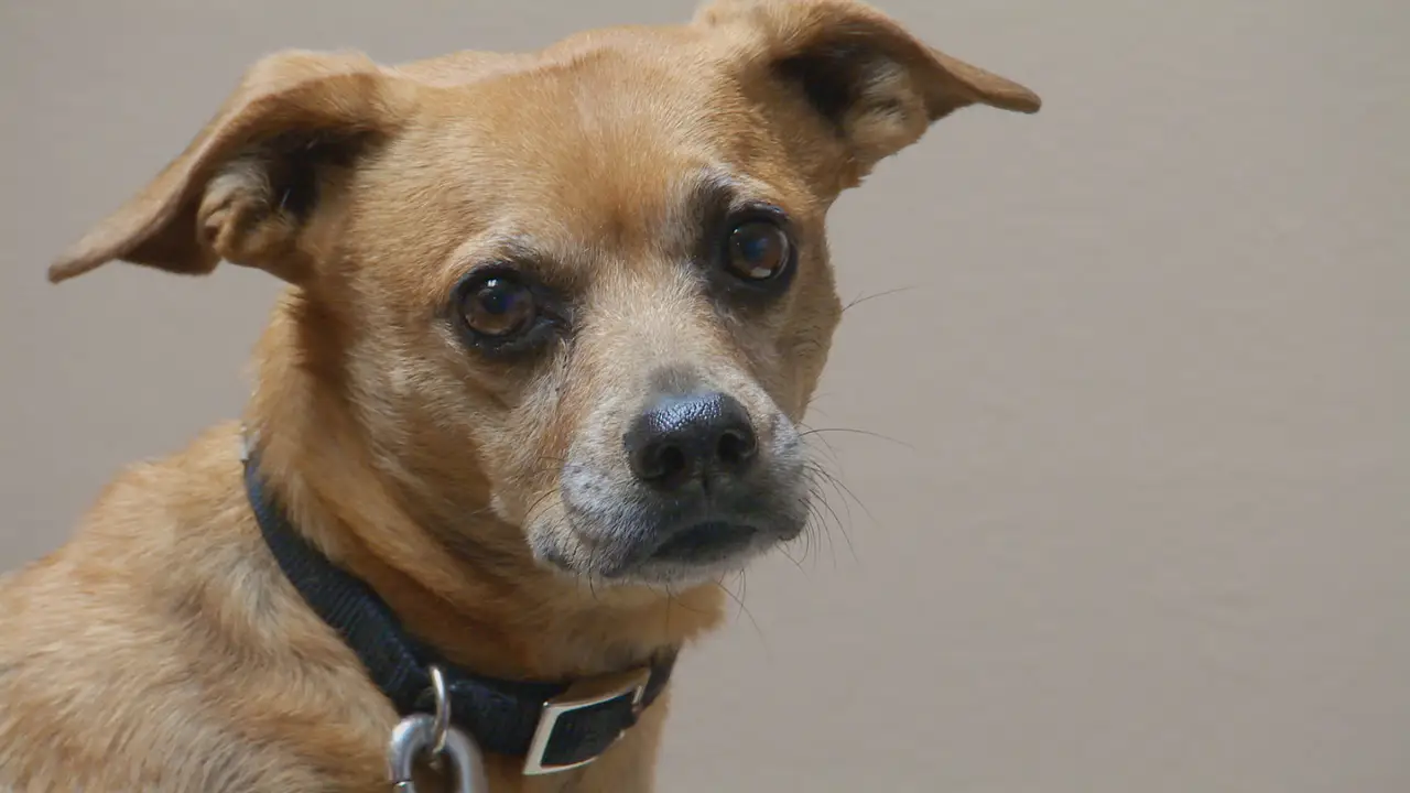 Animal Planet - Dr. Jeff: Rocky Mountain Vet