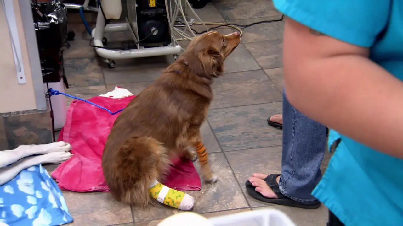 Animal Planet - Dr. Jeff: Rocky Mountain Vet