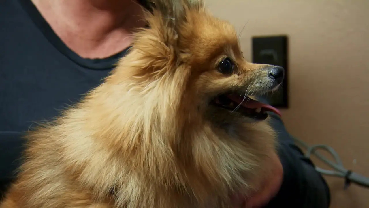 Animal Planet - Dr. Jeff: Rocky Mountain Vet