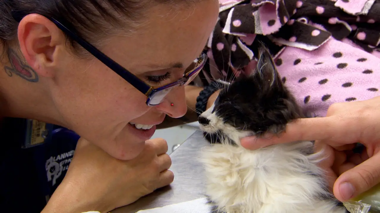 Animal Planet - Dr. Jeff: Rocky Mountain Vet