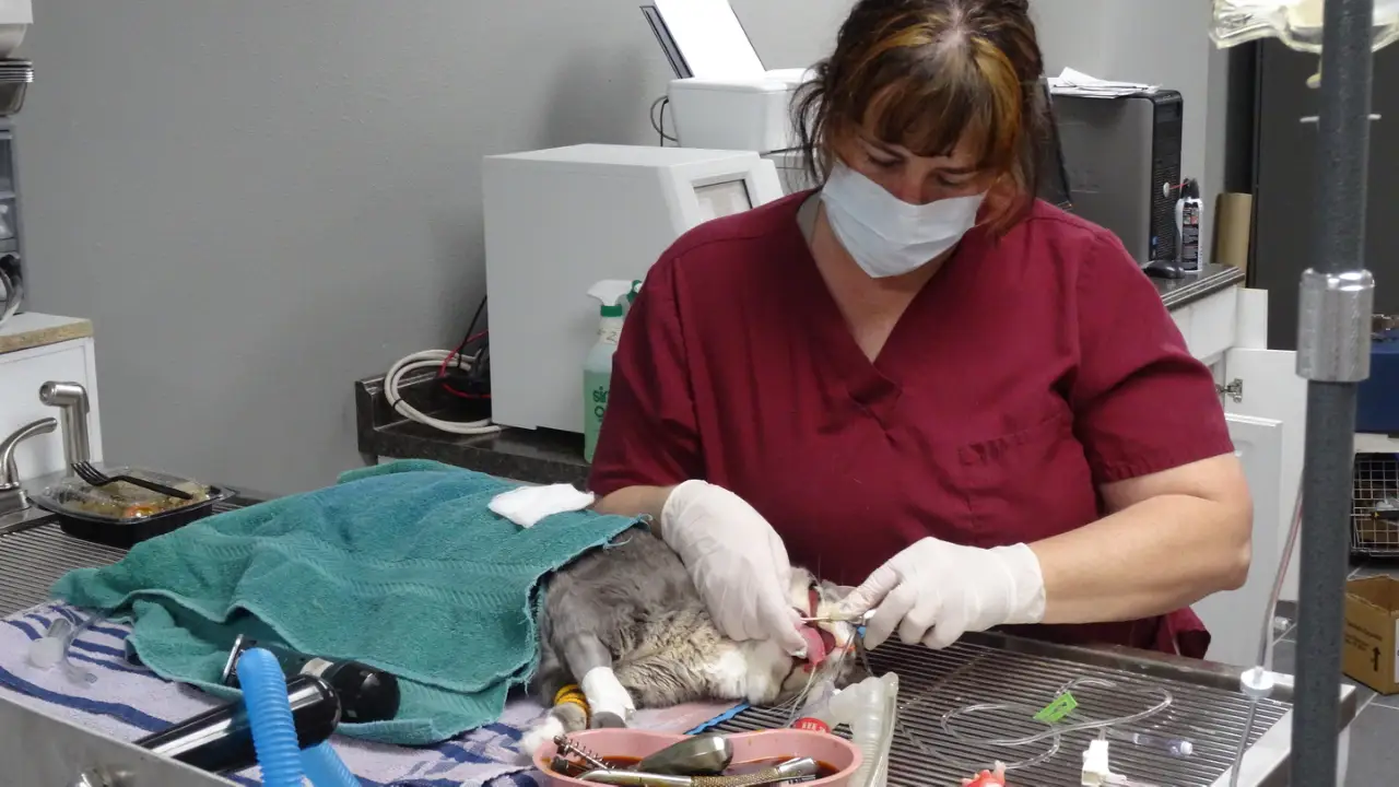 Animal Planet - Dr. Jeff: Rocky Mountain Vet