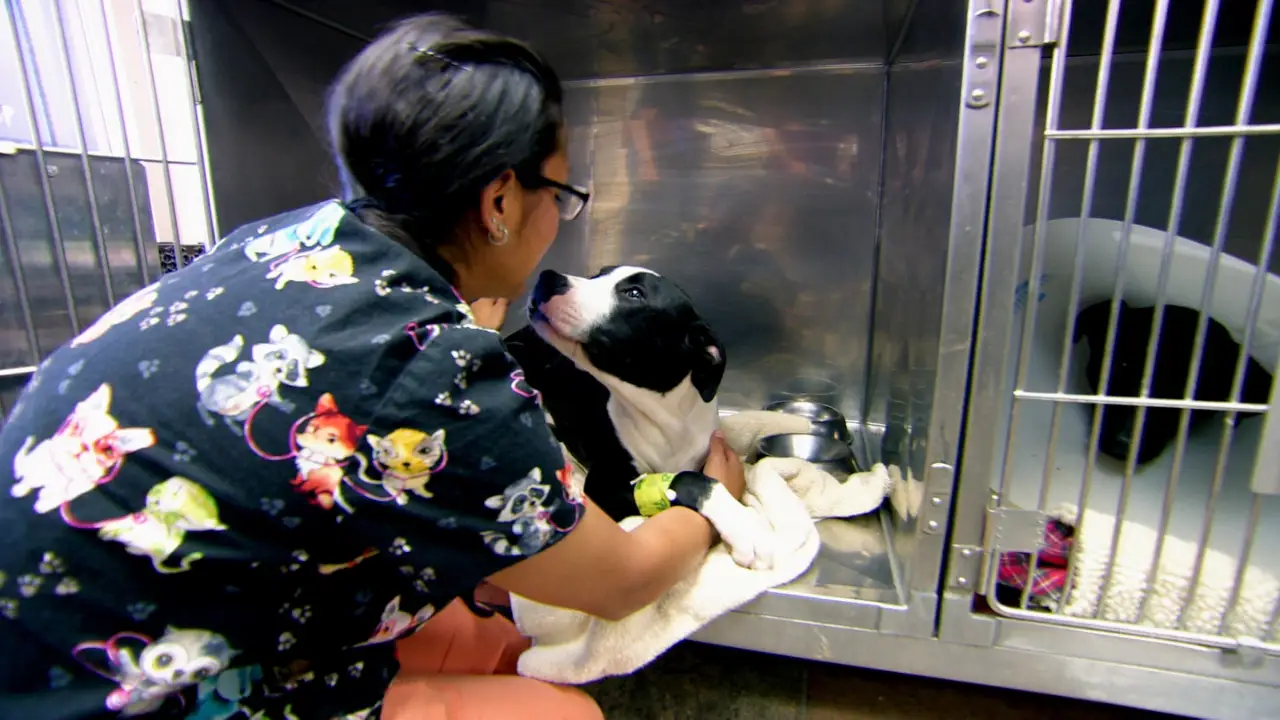Animal Planet - Dr. Jeff: Rocky Mountain Vet
