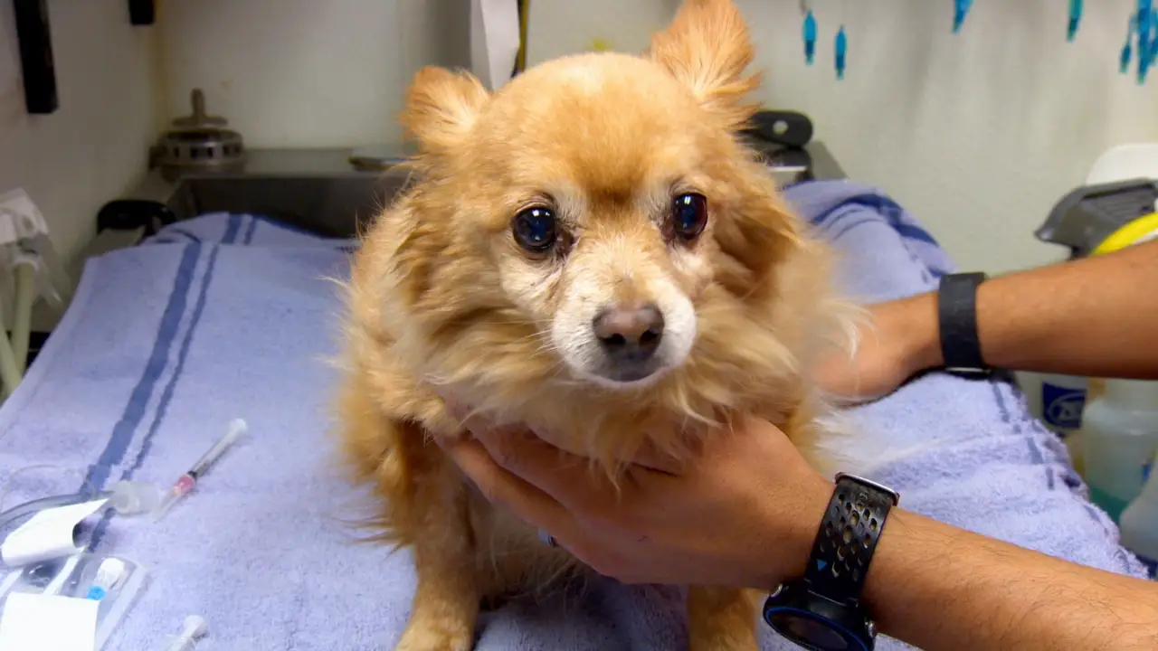 Animal Planet - Dr. Jeff: Rocky Mountain Vet