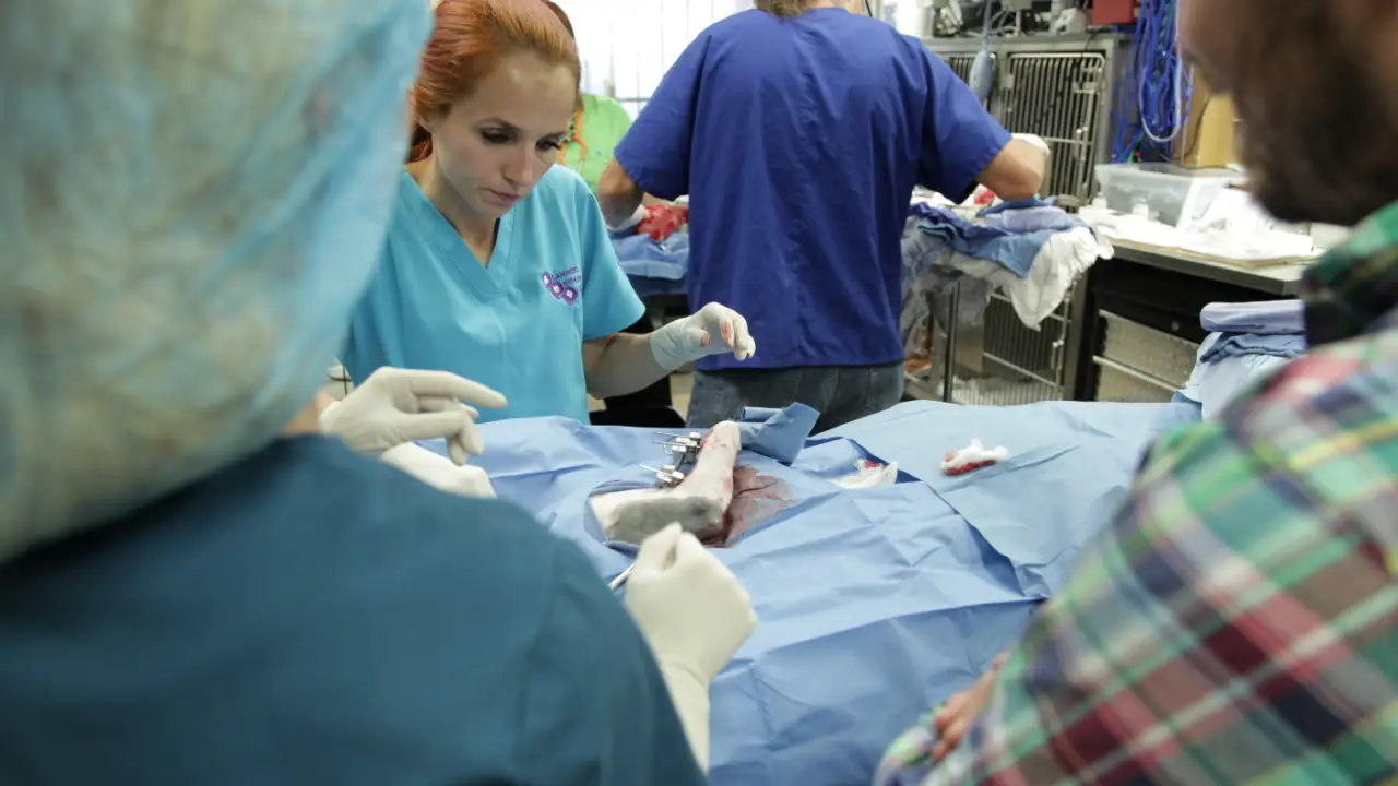 Animal Planet - Dr. Jeff: Rocky Mountain Vet