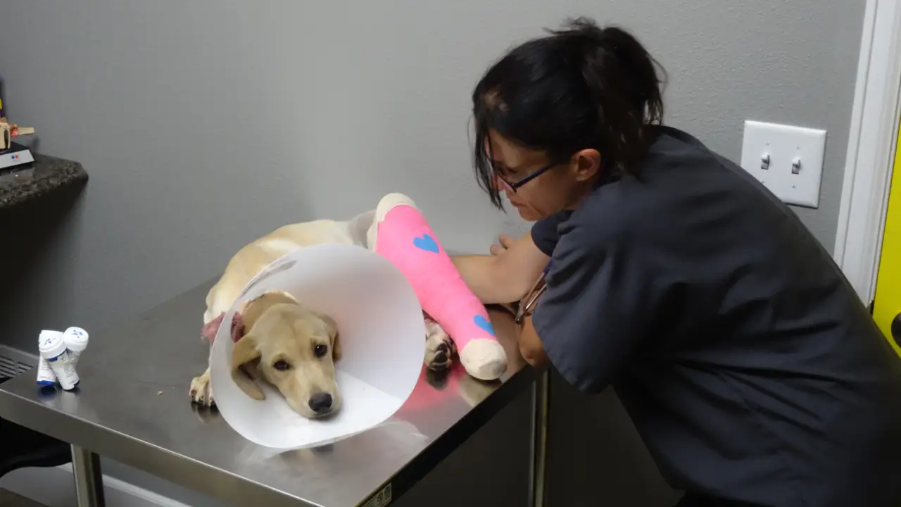 Animal Planet - Dr. Jeff: Rocky Mountain Vet
