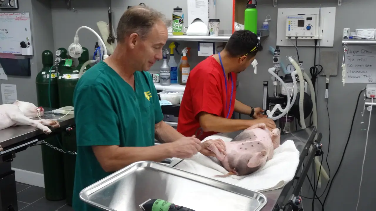 Animal Planet - Dr. Jeff: Rocky Mountain Vet