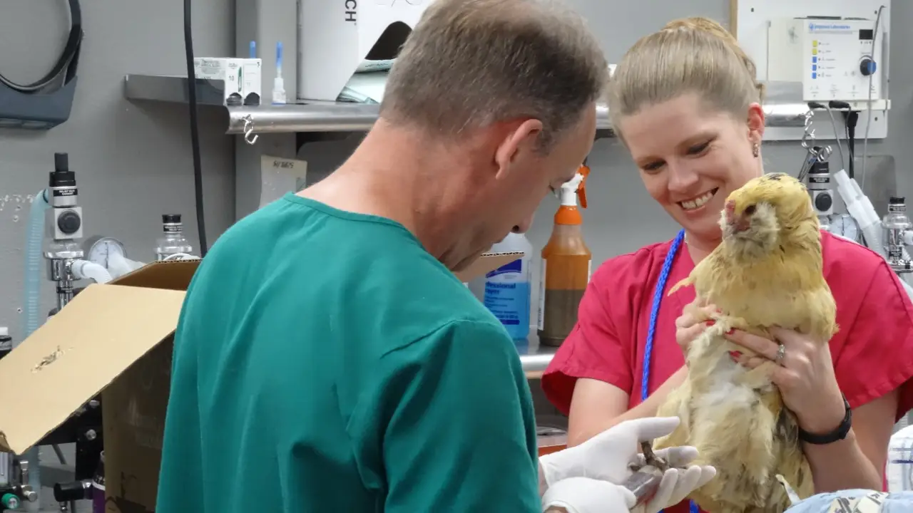 Dr. Jeff: Rocky Mountain Vet