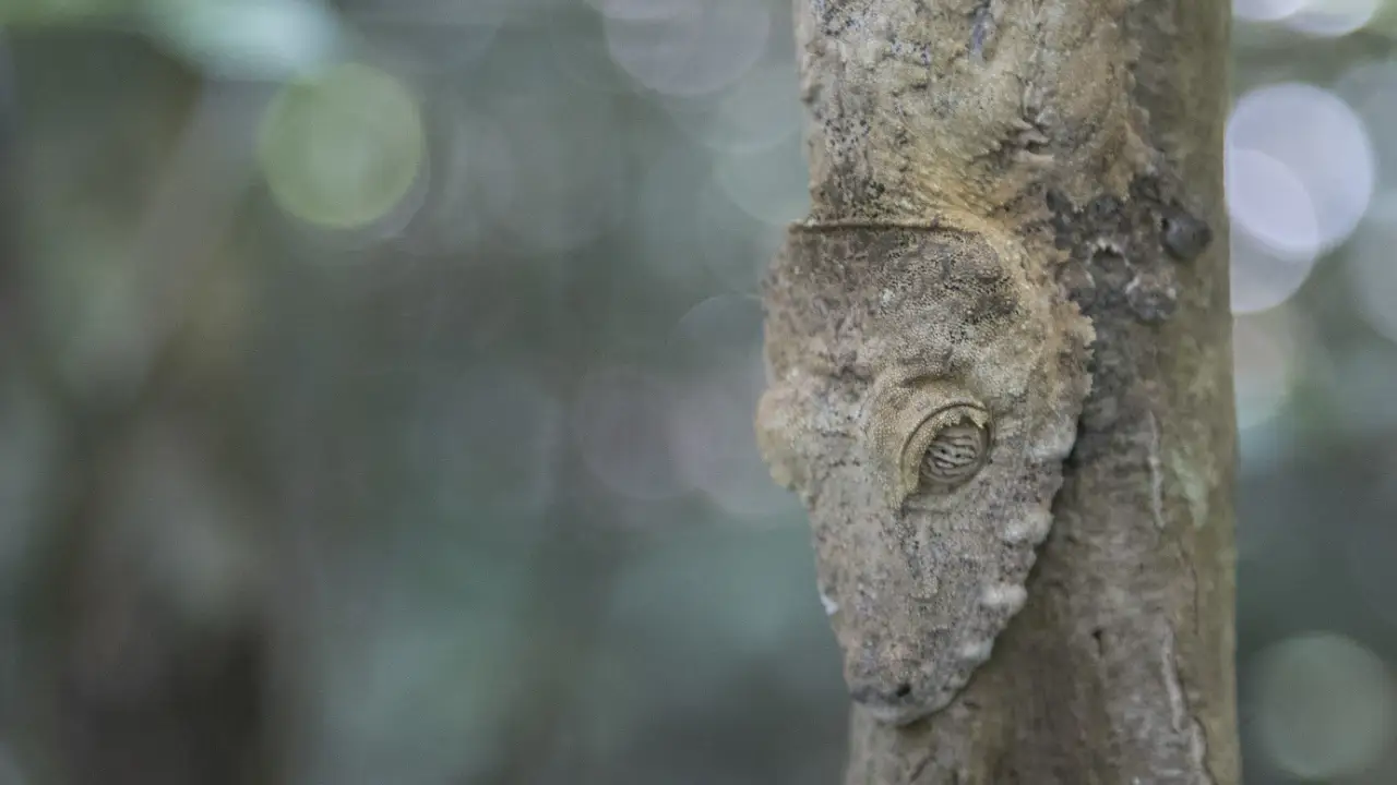 Animal Planet - Extinct Or Alive