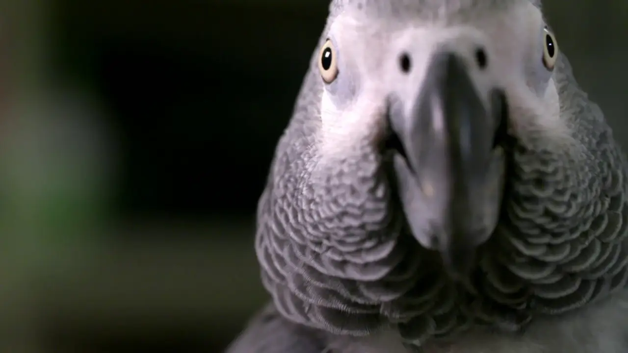Animal Planet - How Do Animals Do That?