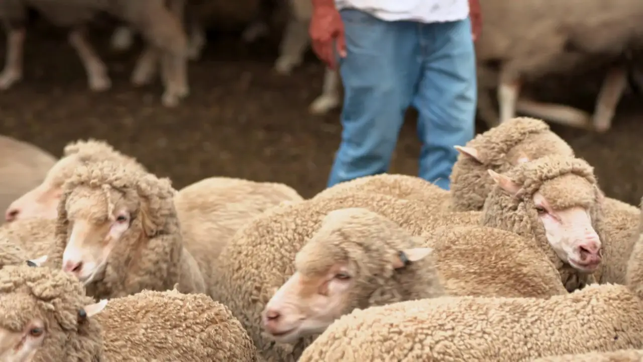 Animal Planet - How Do Animals Do That?